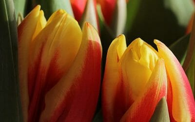 SORVOLA UN CAMPO DI TULIPANI IN FIORE IN IDROVOLANTE!